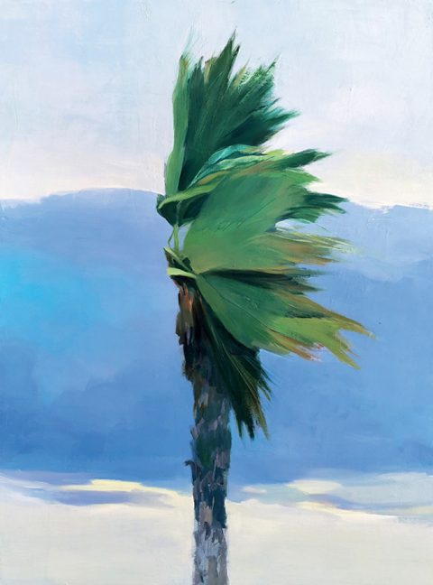 PALMERA APACHE